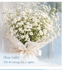 Hoa baby