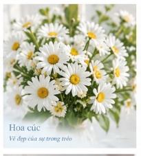 Hoa cúc